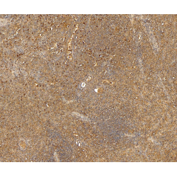 Macrosialin (CD68) Antibody