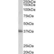 abx432478