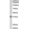 T-Cell Antigen CD7 (CD7) Antibody