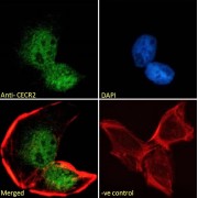 Immunofluorescence analysis of paraformaldehyde fixed U2OS cells, permeabilized with 0.15% Triton. Primary incubation 1hr (10ug/ml) followed by AF488 secondary antibody (2 µg/ml), showing nuclear staining. Actin filaments were stained with phalloidin (red) and the nuclear stain is DAPI (blue). Negative control: Unimmunized goat IgG (10 µg/ml) followed by AF488 secondary antibody (2 µg/ml).