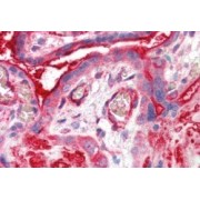 abx432492 (5 µg/ml staining of paraffin embedded Human Placenta. Steamed antigen retrieval with citrate buffer pH 6, AP-staining.