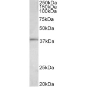 abx432497 (0.3 µg/ml) staining of HeLa lysate (35 µg protein in RIPA buffer). Detected by chemiluminescence.