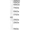 Charged Multivesicular Body Protein 5 (CHMP5) Antibody