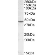 abx432506 (1 µg/ml) staining of Human Cerebellum lysate (35 µg protein in RIPA buffer). Detected by chemiluminescence.