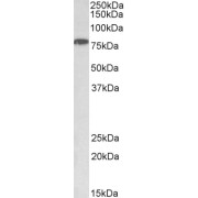 abx432510 (1 µg/ml) staining of HeLa nuclear lysate (35 µg protein in RIPA buffer). Primary incubation was 1 hour. Detected by chemiluminescence.