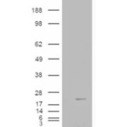 HEK293 overexpressing Human Muscle Cofilin 2 and probed with abx432522 (mock transfection in first lane).