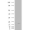 Cofilin 2 (CFL2) Antibody