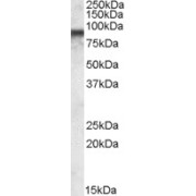 abx432524 (0.03 µg/ml) staining of MOLT4 lysate (35 µg protein in RIPA buffer). Detected by chemiluminescence.