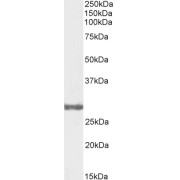 abx432535 (0.3 µg/ml) staining of Human Testis lysate (35 µg protein in RIPA buffer). Primary incubation was 1 hour. Detected by chemiluminescence.