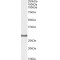 Catechol O-Methyltransferase (COMT) Antibody