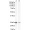 Catechol O-Methyltransferase (COMT) Antibody