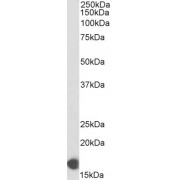 Western blot analysis of Human Skeletal Muscle lysate (35 µg protein in RIPA buffer) using biotin-conjugated Cytochrome C Oxidase Subunit 4I1 (COX4I1) Antibody (0.1 µg/ml, 1 hour). Detected by chemiluminescence, using streptavidin-HRP and using NAP blocker as a substitute for skimmed milk.