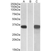 HEK293 lysate (10 µg protein in RIPA buffer) overexpressing Human CRISP2 with C-terminal MYC tag probed with abx432552 (1 µg/ml) in Lane A and probed with anti-MYC Tag (1/1000) in lane C. Mock-transfected HEK293 probed with abx432552 (1mg/ml) in Lane B. Detected by chemiluminescence.