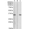 Cysteine-Rich Secretory Protein 2 (CRISP2) Antibody