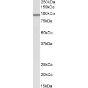abx432557 (1 µg/ml) staining of Human Heart lysate (35 µg protein in RIPA buffer). Primary incubation was 1 hour. Detected by chemiluminescence.