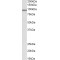 Cullin 3 (CUL3) Antibody