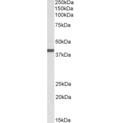 abx432563