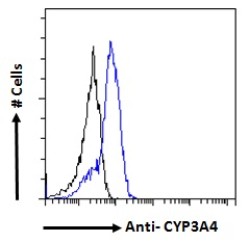 Cytochrome P450 3A4 (CYP3A4) Antibody