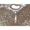Cytochrome P450 3A4 (CYP3A4) Antibody