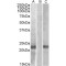 Cystatin 8 (CST8) Antibody