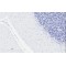D-Amino Acid Oxidase/ DAMOX (DAO) Antibody