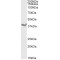 Deleted In Azoospermia-Like (DAZL) Antibody