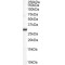 Dimethylarginine Dimethylaminohydrolase 2 (DDAH2) Antibody