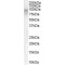 Dipeptidylpeptidase 10 Antibody
