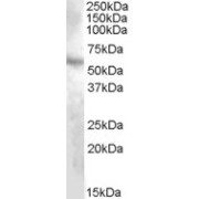abx432613 (1 µg/ml) staining of Human Kidney lysate (35 µg protein in RIPA buffer). Primary incubation was 1 hour. Detected by chemiluminescence.