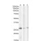 Microvascular Endothelial Differentiation Gene 1 Protein (DNAJB9) Antibody