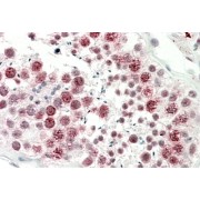 abx432617 (5 µg/ml staining of paraffin embedded Human Testis. Steamed antigen retrieval with citrate buffer pH 6, AP-staining.