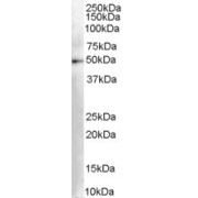 abx432618 (0.03 µg/ml) staining of Human Kidney lysate (35 µg protein in RIPA buffer). Primary incubation was 1 hour. Detected by chemiluminescence.