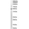 Aromatic-L-Amino-Acid Decarboxylase (DDC) Antibody