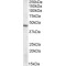 DAP Kinase-Related Apoptosis-Inducing Protein Kinase 2 (DRAK2) Antibody