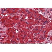 abx432628 (2.5 µg/ml staining of paraffin embedded Human Adrenal Gland. Steamed antigen retrieval with citrate buffer pH 6, AP-staining.