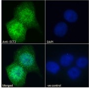 Immunofluorescence analysis of paraformaldehyde fixed A431 cells, permeabilized with 0.15% Triton. Primary incubation 1hr (10 µg/ml) followed by AF488 secondary antibody (2 µg/ml), showing nuclear and cytoplasmic staining. The nuclear stain is DAPI (blue). Negative control: Unimmunized goat IgG (10 µg/ml) followed by AF488 secondary antibody (2 µg/ml).