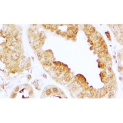 abx432638 (2 µg/ml staining of paraffin embedded Human Kidney. Steamed antigen retrieval with citrate buffer pH 6, HRP-staining.