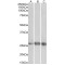 EGF Like Domain Multiple 7 (EGFL7) Antibody