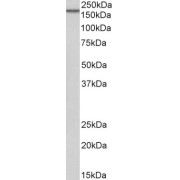 abx432641 (0.1 µg/ml) staining of HeLa lysate (35 µg protein in RIPA buffer). Primary incubation was 1 hour. Detected by chemiluminescence.