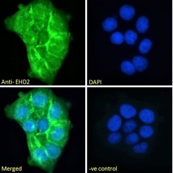 EH Domain Containing 2 (EHD2) Antibody