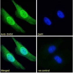 EH Domain Containing 2 (EHD2) Antibody