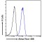 Engulfment And Cell Motility 3 (ELMO3) Antibody