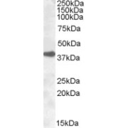 abx432661 (0.3 µg/ml) staining of A431 lysate (35 µg protein in RIPA buffer). Primary incubation was 1 hour. Detected by chemiluminescence.