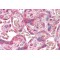 ERV3 Antibody