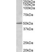 abx432664 (1 µg/ml) staining of Human Placenta lysate (35 µg protein in RIPA buffer). Primary incubation was 1 hour. Detected by chemiluminescence.