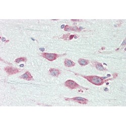 Exo/Endonuclease G (EXOG) Antibody