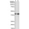 Exo/Endonuclease G (EXOG) Antibody