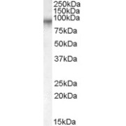 abx432672 (0.1 µg/ml) staining of Human Placenta lysate (35 µg protein in RIPA buffer). Primary incubation was 1 hour. Detected by chemiluminescence.