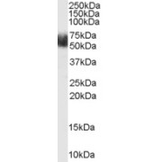 abx432677 (1 µg/ml) staining of Human Adipose lysate (35 µg protein in RIPA buffer). Primary incubation was 1 hour. Detected by chemiluminescence.