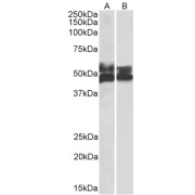 abx432683